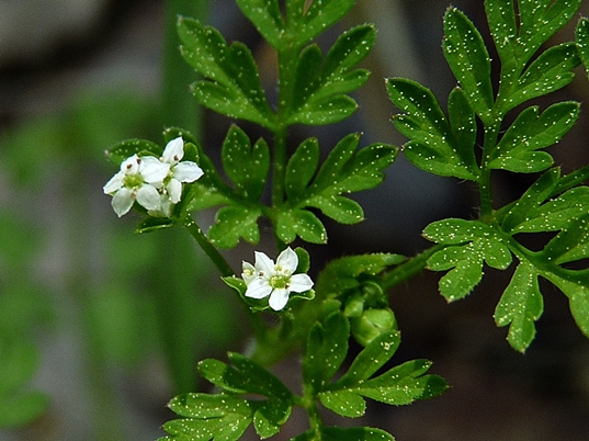 {Chaerophyllum tainturieri}